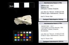 Foto (Objekt + Etiketten) von Cracensigillatus acutirostris (Moericke, 1889) 